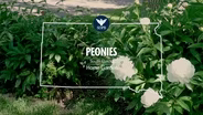 South Dakota Home Garden: Peonies