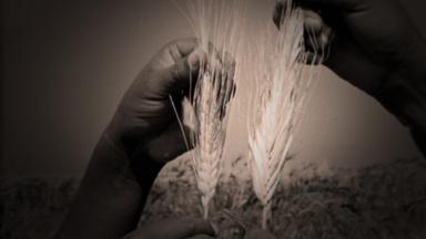 Search for high-yield Wheat
