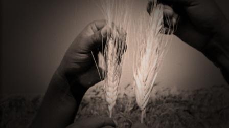 Video thumbnail: American Experience Search for high-yield Wheat