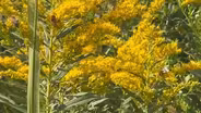 Bees Flock to Goldenrod