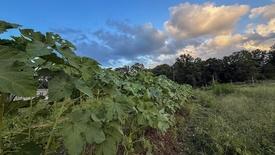 Okra From Another Mother: asset-mezzanine-16x9