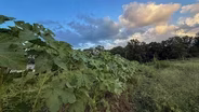 Okra From Another Mother Preview