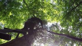 Video thumbnail: Kentucky Afield Wood Ducks and Tree Climbing