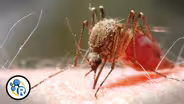 Zika, Mosquitoes and How to Not Get Bitten