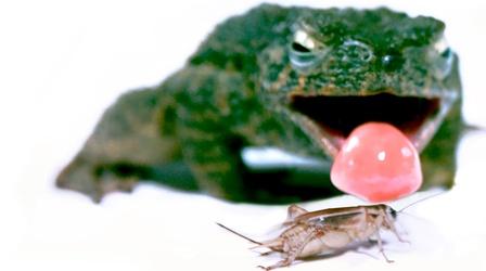 Video thumbnail: Deep Look Toad Tongues Slay With Seriously Sticky Spit