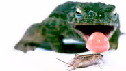 What Makes This Frog's Tongue So Fast AND Sticky?