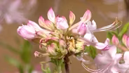 Unique Native Plants