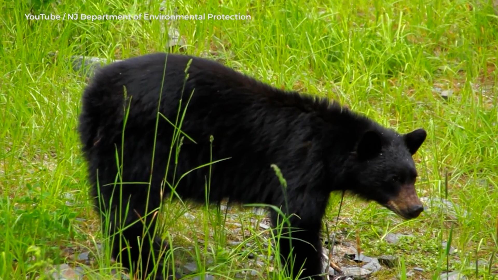 Environmentalists push back on return of N.J.'s bear hunt - New