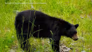 Lesniak threatens lawsuit if bear hunt goes ahead