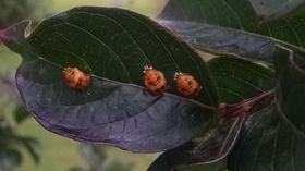 Video thumbnail: Central Texas Gardener Wrangle Rainfall with Rain Gardens