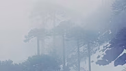 FOREST OF CONGUILLIO - Extended Version