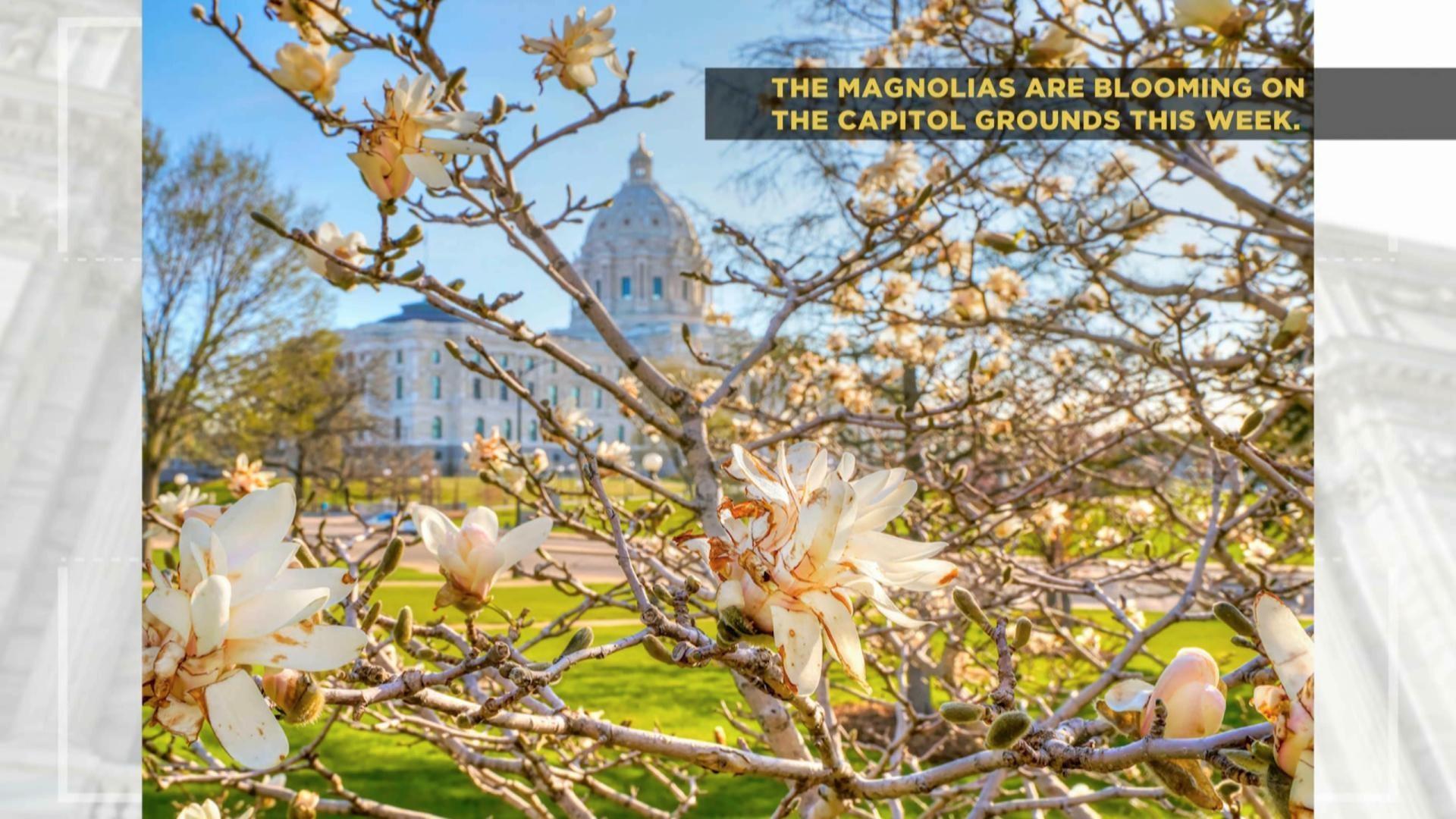 Capitol Pics 2023 | Week 19