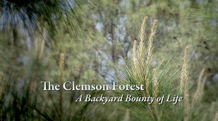 Video thumbnail: Expeditions with Patrick McMillan The Clemson Forest – A Backyard Bounty of Life