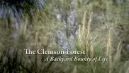 The Clemson Forest – A Backyard Bounty of Life