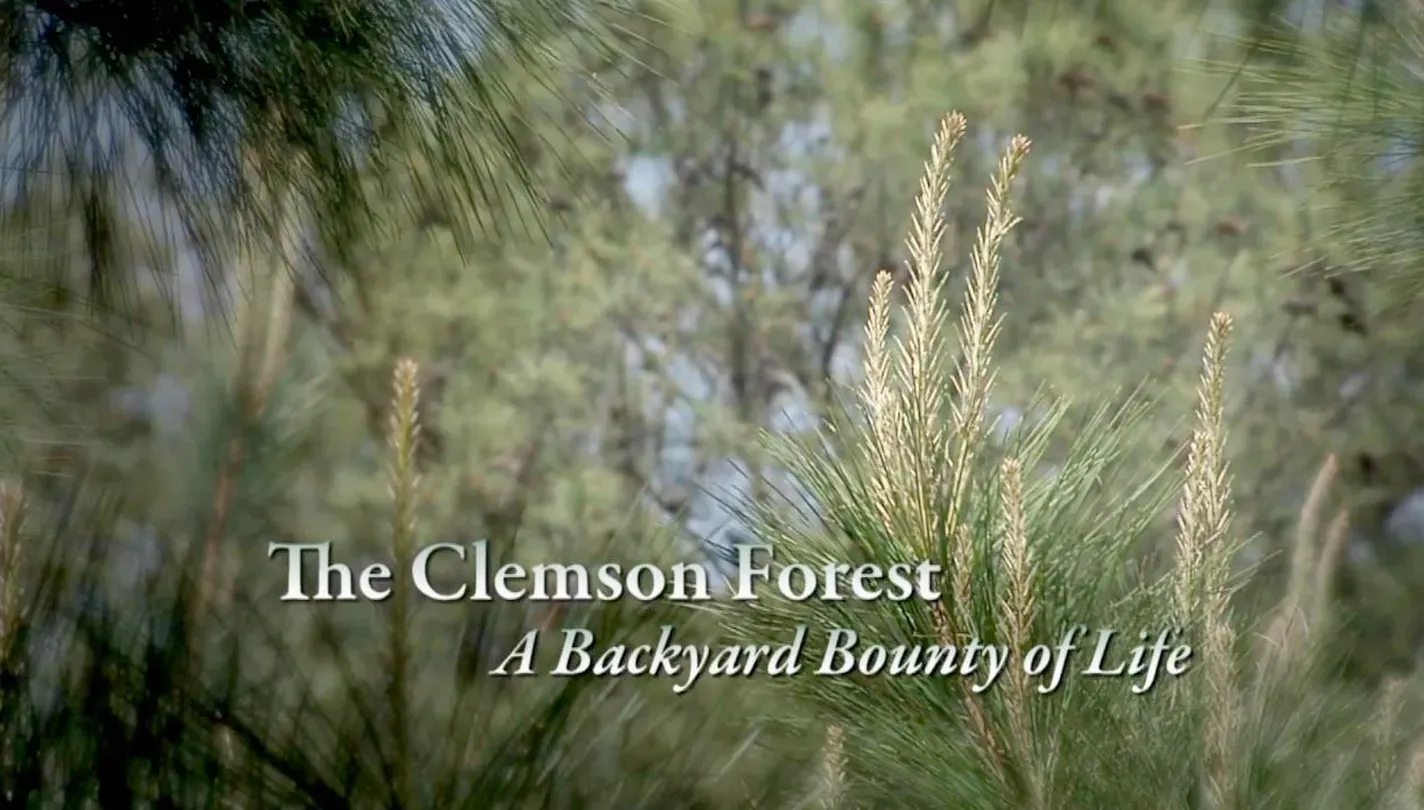 The Clemson Forest – A Backyard Bounty of Life