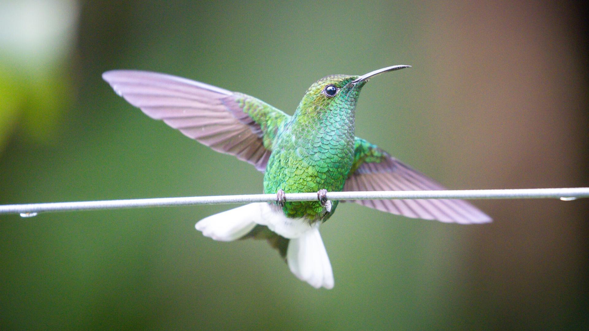 A colorful hummingbird