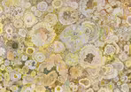 Claire Burbridge, botanical-inspired illustration | K-12