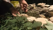 Tivoli Mushrooms | Preview