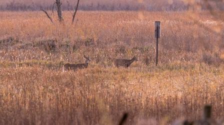 Video thumbnail: Prairie Sportsman Wild Surroundings
