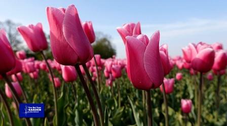Video thumbnail: You Bet Your Garden You Bet Your Garden S3 Ep. 12 Spring Bulb Success