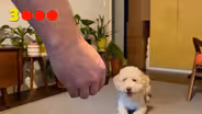 Senses Count