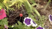 Getting started with drip irrigation