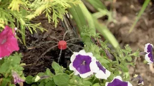 Getting started with drip irrigation