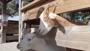 Mike's Farm