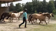 KY Home to Largest Icelandic Horse Farm in North America