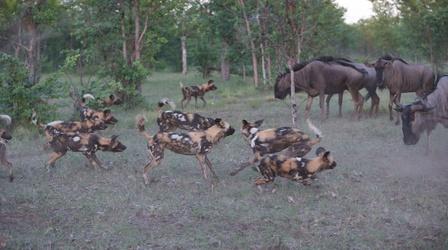 Wild Dogs Take on Wildebeest