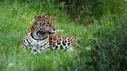 Video thumbnail: PBS NewsHour Group aims to reintroduce endangered Jaguars to Argentina