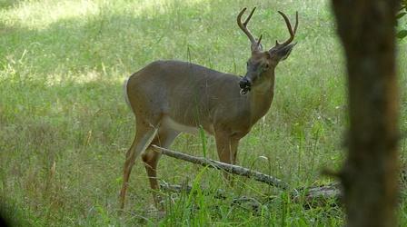Video thumbnail: Kentucky Afield Deer Hunting; Lake Sturgeon Restoration; New Hunters