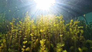 Botanist helps lake communities understand aquatic plants