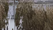 NJ's hemp industry starts to grow
