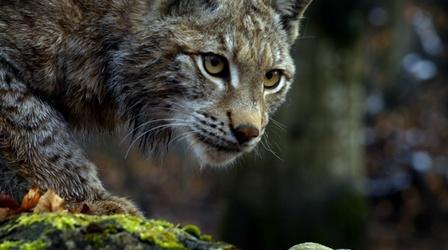 Forest Lynx Stalks Prey