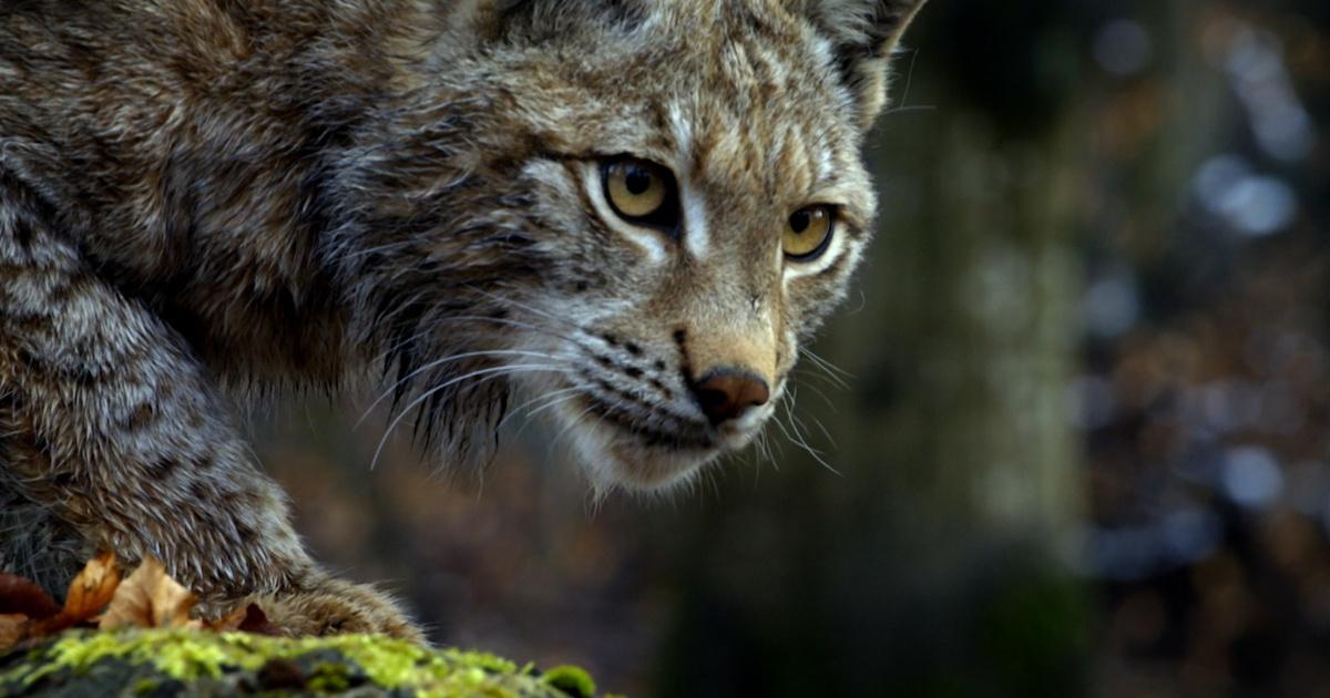 Lynx  The Nature Conservancy