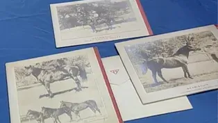 Appraisal: Seabiscuit Christmas Cards, ca. 1940