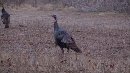 Video thumbnail: Kentucky Afield 2018 Youth Deer Season; Venison Recipe; Turkey Hunting