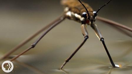 Video thumbnail: Deep Look This Is Why Water Striders Make Terrible Lifeguards