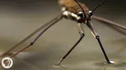 This Is Why Water Striders Make Terrible Lifeguards