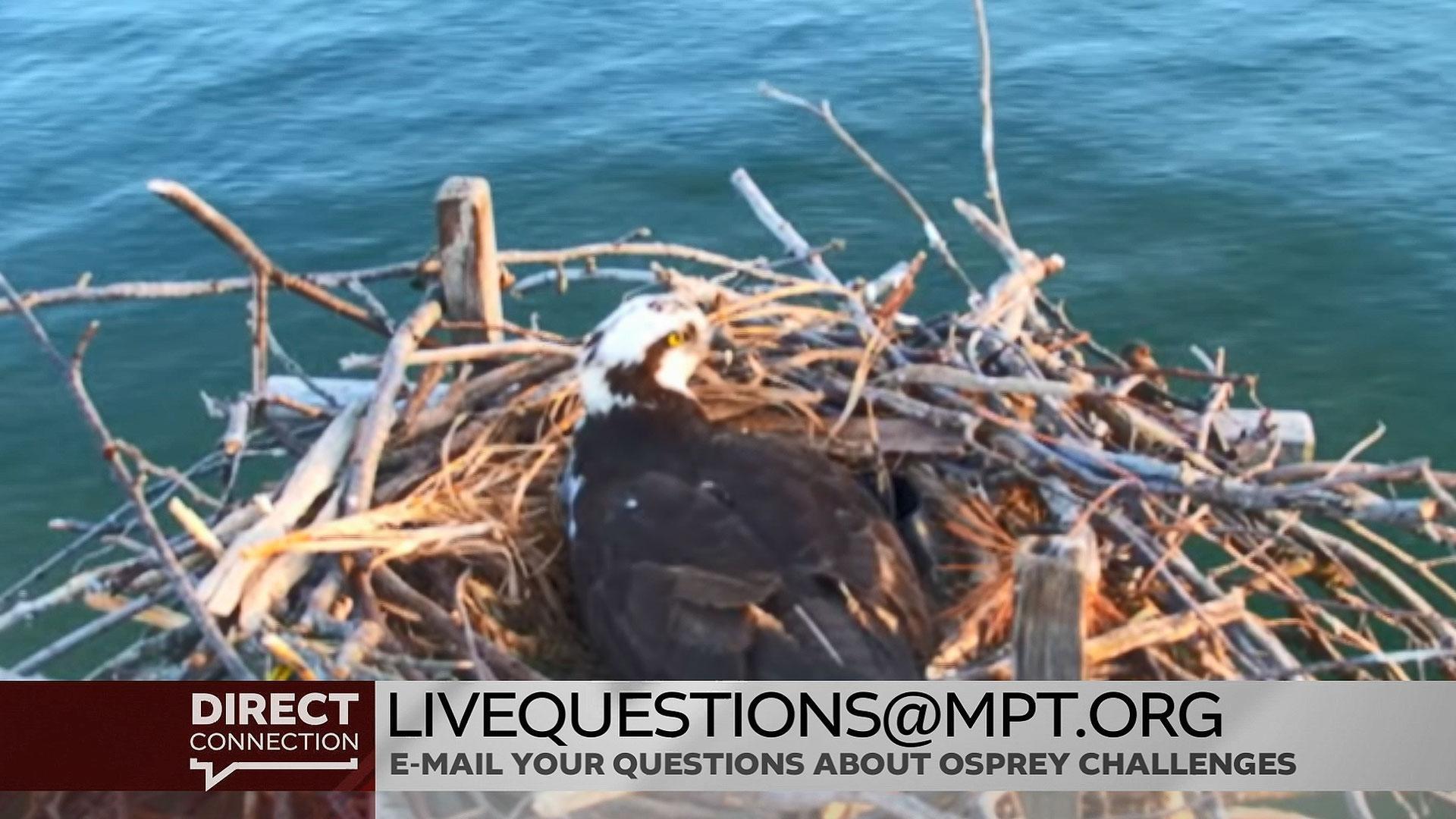 Keeping your teens safe online, plus, new worries about the osprey population.