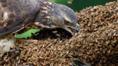 Honey Buzzards Feast on Deadly Hornets