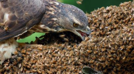 Video thumbnail: Nature Honey Buzzards Feast on Deadly Hornets