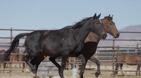 Video thumbnail: Outdoor Nevada Palomino Valley Horse and Burro Center
