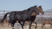 Managing Wild Herds at Reno's Palomino Valley Horse and Burro Center