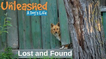 Video thumbnail: Unleashed: A Dog's Life Lost and Found