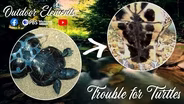 Trouble for Turtles