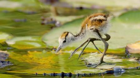 Jacana Dad Rescues Chicks from Crocodile