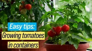 Growing Tomatoes In Containers