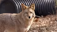Our Animal Neighbors In Ohio Preview